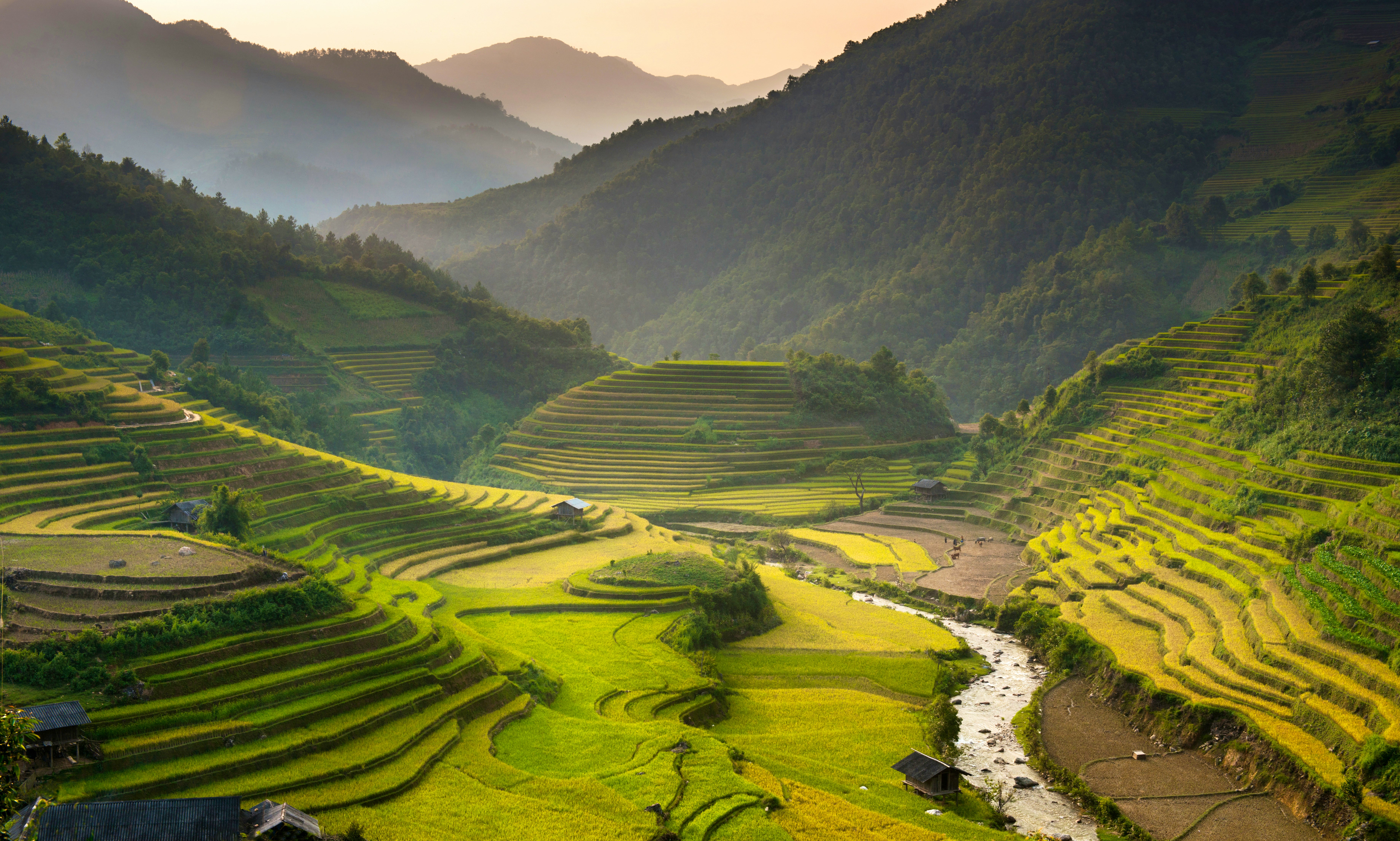 Reisfelder – © stveak - AdobeStock