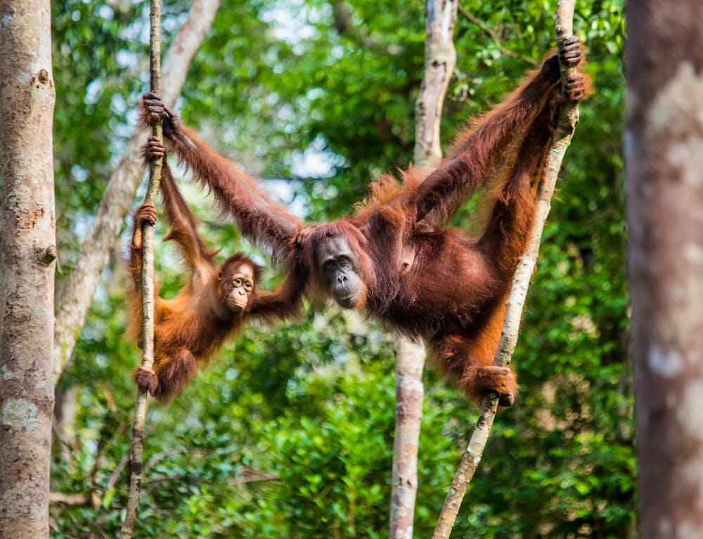 Borneo – Orang Utans im Regenwald &ndash; &copy; Gudkov.Andrey. – AdobeStock