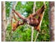 Borneo – Orang Utans im Regenwald – © Gudkov.Andrey. – AdobeStock