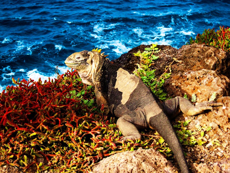 Leguan auf den Galapagos Inseln - ©ChrisOvergaard - AdobeStock