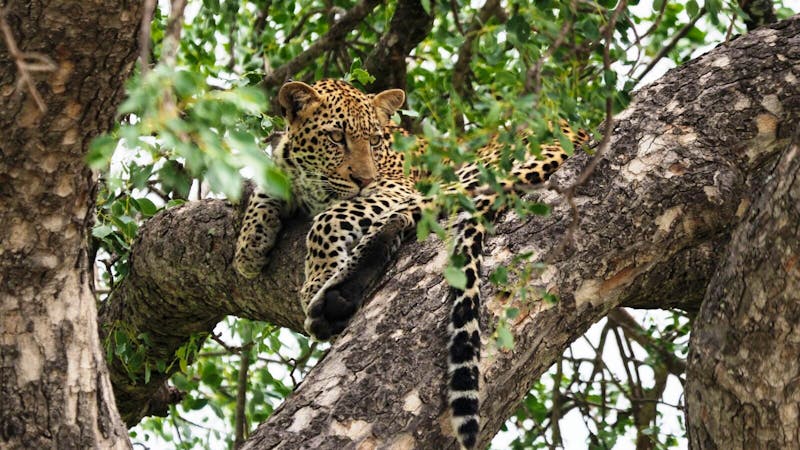 Leopard im Timbavati Wildreservat - ©Annett Müller