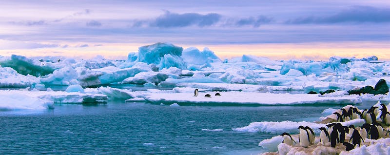 Pinguine in der Antarktis - ©Alexey - Adobe Stock