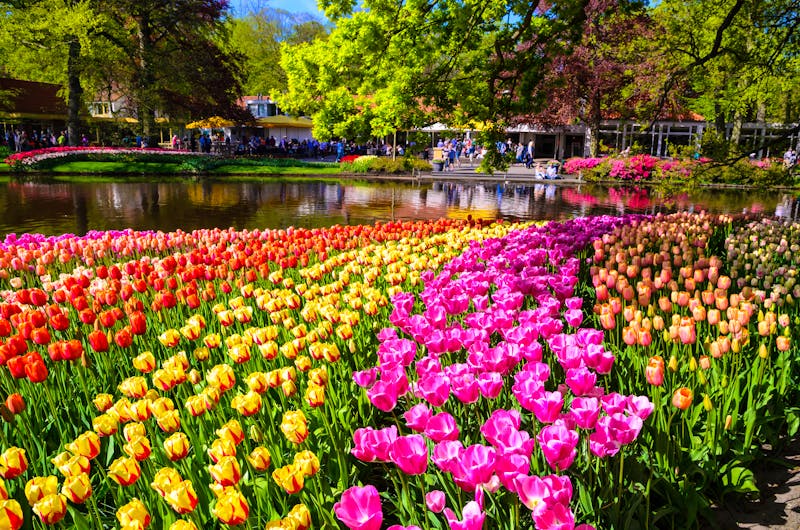 Keukenhof in Holland - ©olenaznakk - Adobe Stock