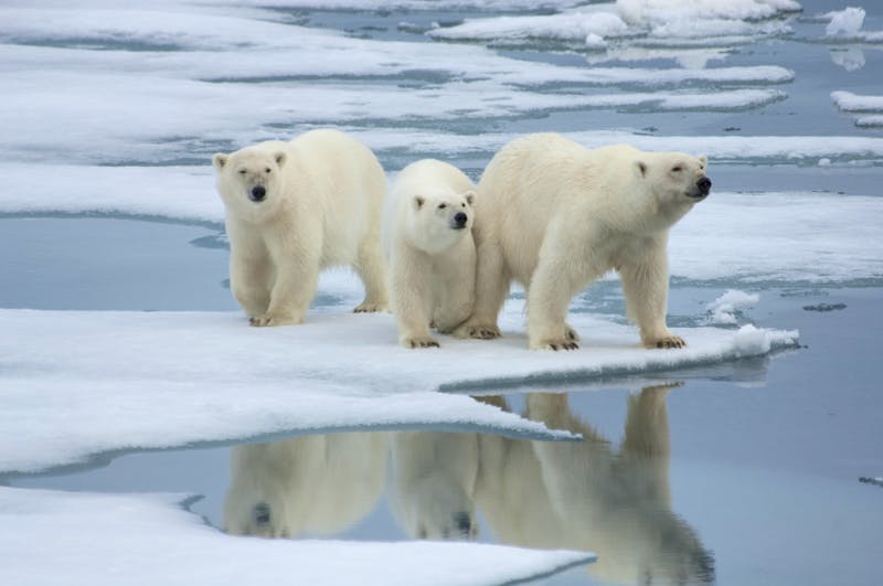 Eisbären in Spitzbergen - ©hperry - Adobe Stock