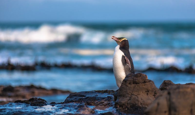 Gelbaugenpinguin in Neuseeland - ©Thomas Lusth - Adobe Stock