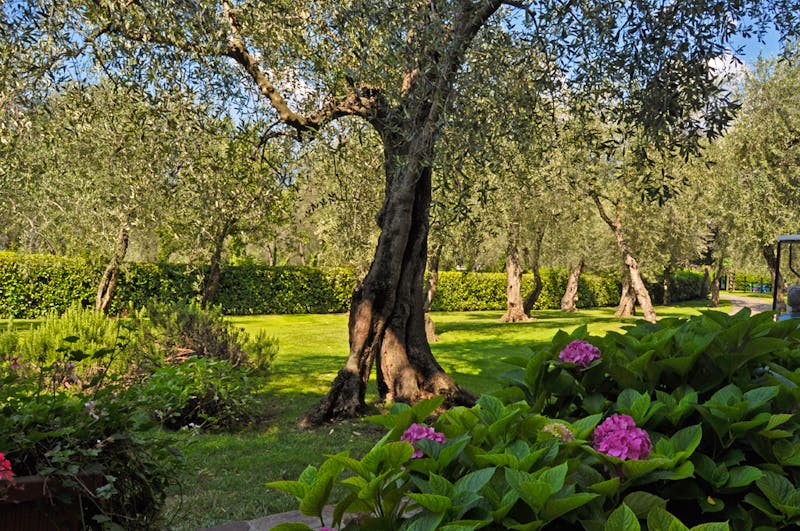 Clubhotel Olivi in Malcesine – ©Clubhotel Olivi in Malcesine