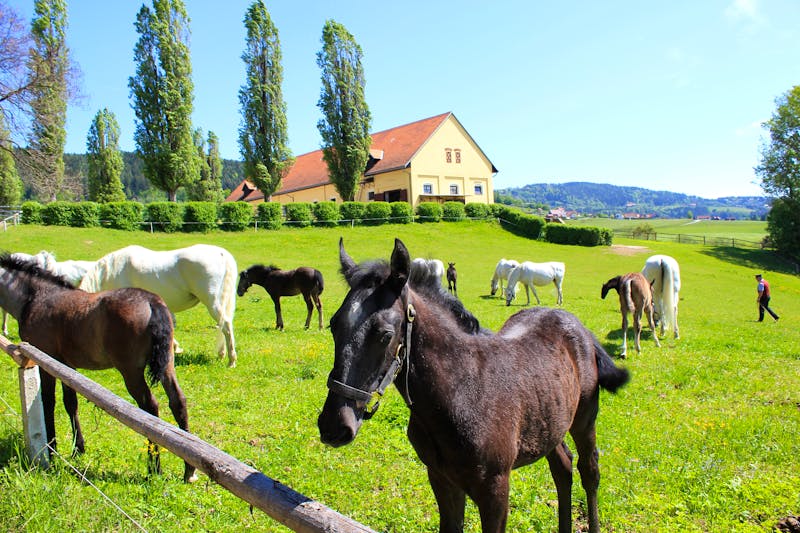 Lipizzaner mit Fohlen auf einer Weide - ©©rbkelle - stock.adobe.com