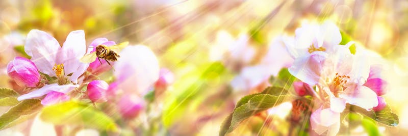 Apfelblueten im Fruehling mit Biene - ©Ingo Bartussek - Fotolia