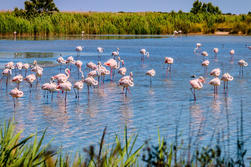 Les flamants roses de Camargue - ©MangAllyPopER - stock.adobe.com