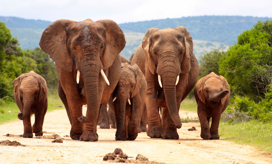 Elefantenfamilie in Südafrika – © fishcat007 - Fotolia
