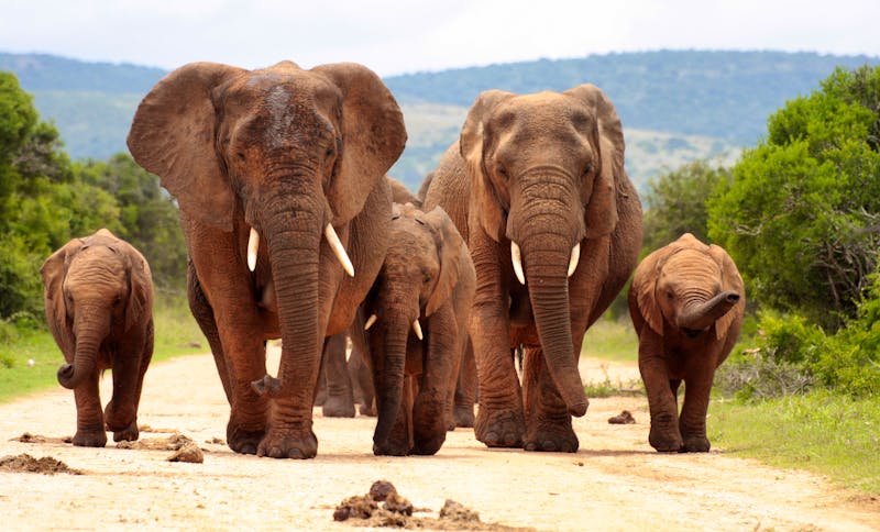 Elefantenfamilie in Südafrika - ©fishcat007 - Fotolia