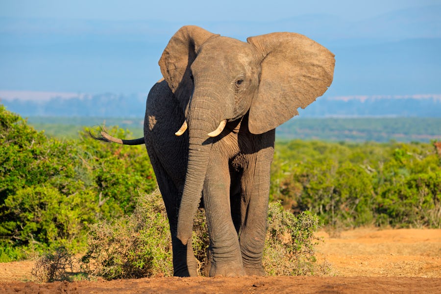 Elefant im Addo-Elefanten-Nationalpark am Ostkap in Südafrika – © EcoView - Fotolia
