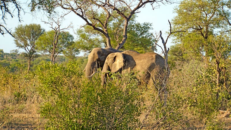 Südafrika – Elefantenbullen im Krüger Nationalpark - &copy;Edith Czech – AdobeStock