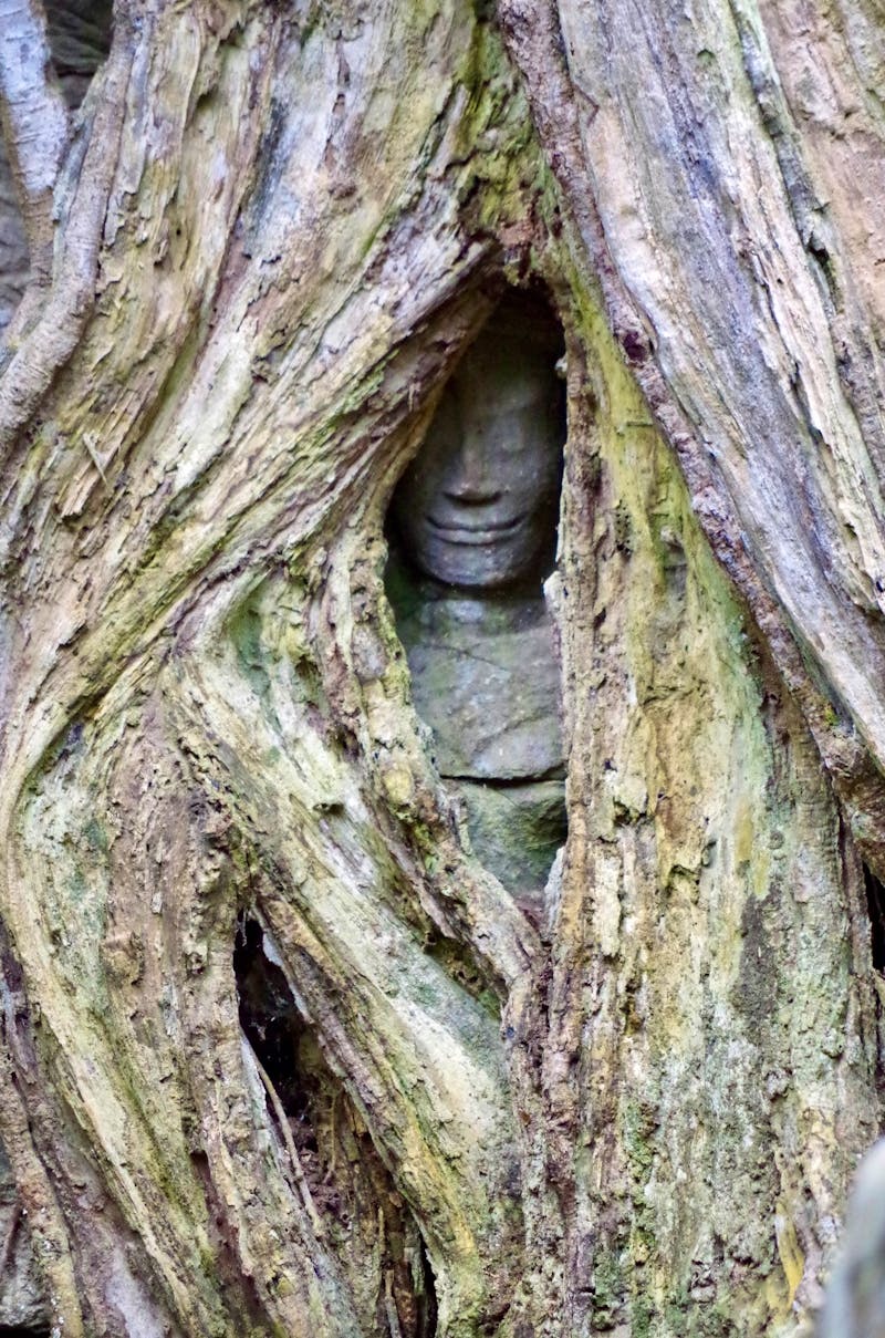 Angkor Ta Prohm - ©Ngoc Anh Nguyen