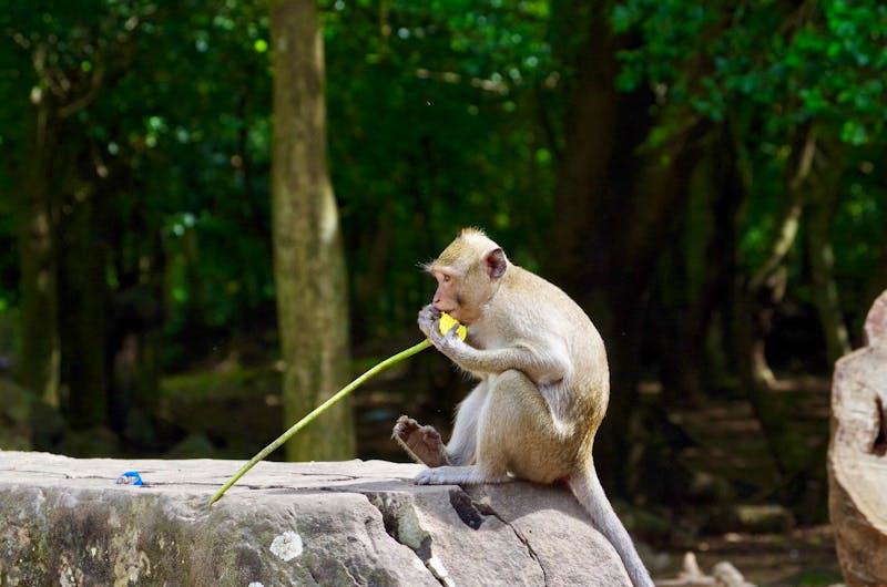 Angkor - ©Ngoc Anh Nguyen