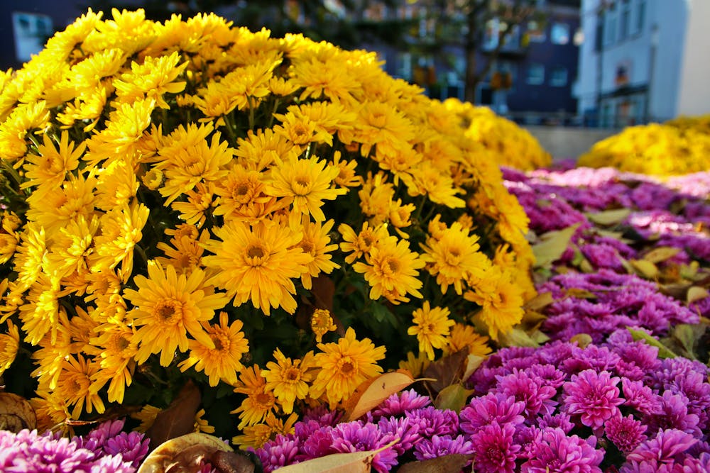 Chrysanthema in Lahr 2017 &ndash; &copy; Natalia - stock.adobe.com