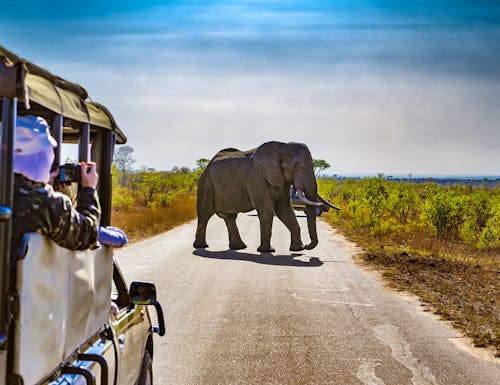 Safari im Krüger-Nationalpark – © WitR - stock.adobe.com