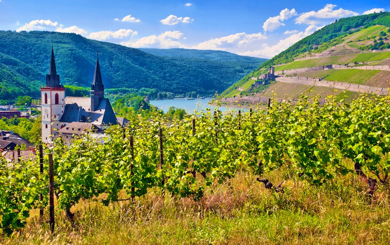 Weinberg mit Bingener Basilika, Mäuseturm, Rhein und Ehrenfels - ©mojolo - stock.adobe.com
