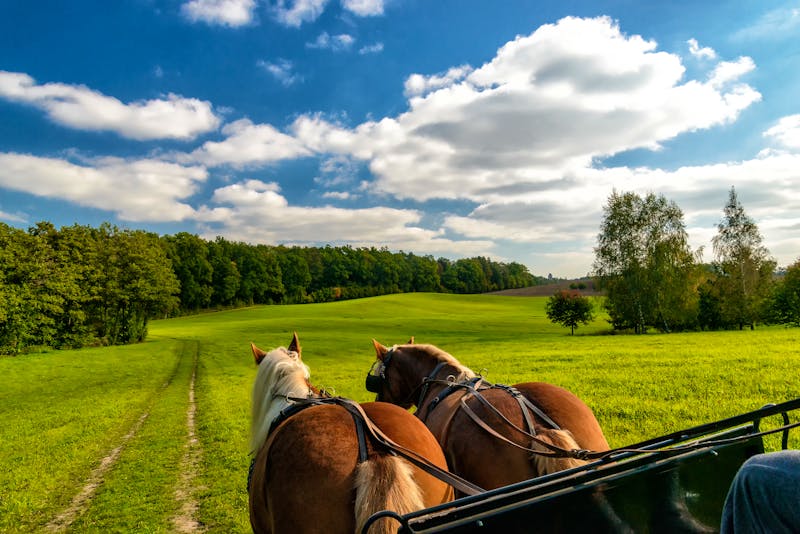 Pferde-Kutschfahrt in in herrlicher Sommerlandschaft - ©©cameris - stock.adobe.com