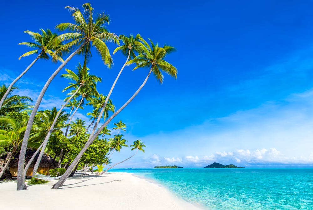 Traumstrand auf den Fidschi-Inseln - Palmen &ndash; &copy; ©eyetronic - stock.adobe.com