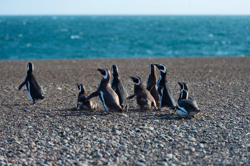 Pinguine auf Punta Tombo - ©©Andrea Izzotti - stock.adobe.com
