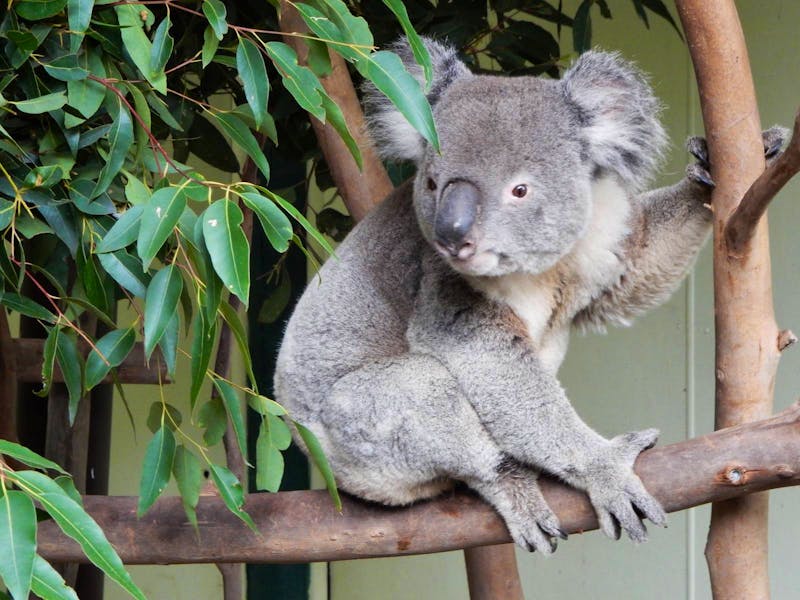 Featherdale Wildlife Park  - ©Eberhardt TRAVEL