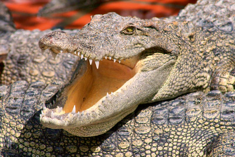 Krokodile - ©RBG  Annett Mueller