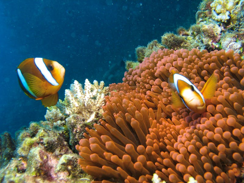 Great Barrier Reef - ©k. A.
