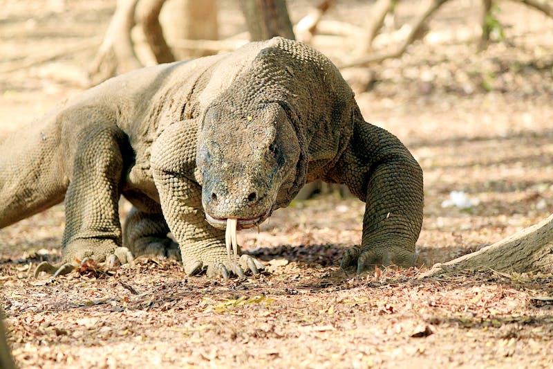 Ein Komodo-Waran - ©INDONESIA TOURISM OFFICE