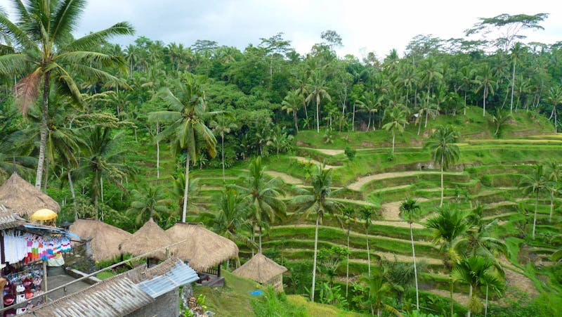 Reisterrassen bei Ubud - ©Frank Nimschowski - Eberhardt TRAVEL