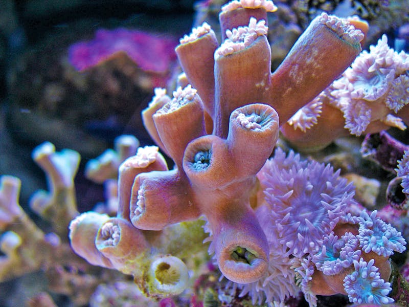 Great Barrier Reef - ©www.sxc.hu