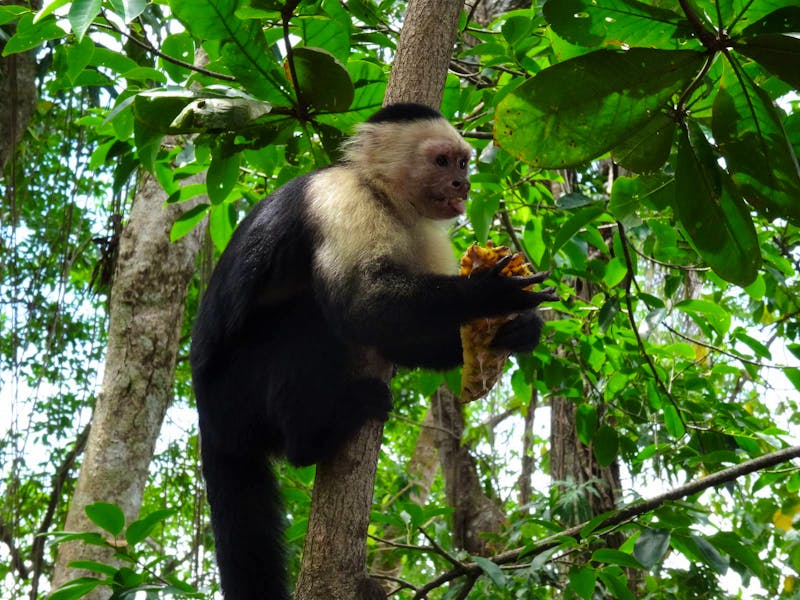Kapuzineraffe im Tortuguero Nationalpark - &copy;Eberhardt TRAVEL