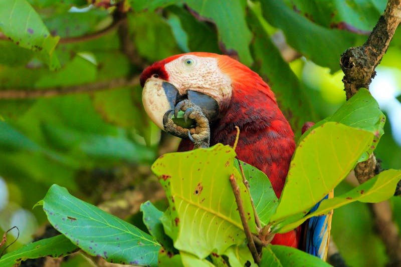 Papagei im Corcovado Nationalpark - ©©andamanse - stock.adobe.com