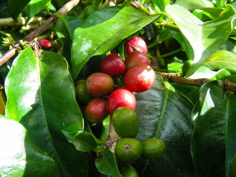 Kaffee in La Boquete - ©Eberhardt TRAVEL