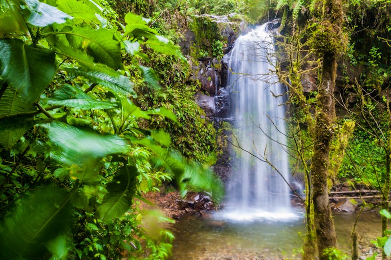 Nebelwald bei Boquete, Panama - ©©Matyas Rehak - stock.adobe.com