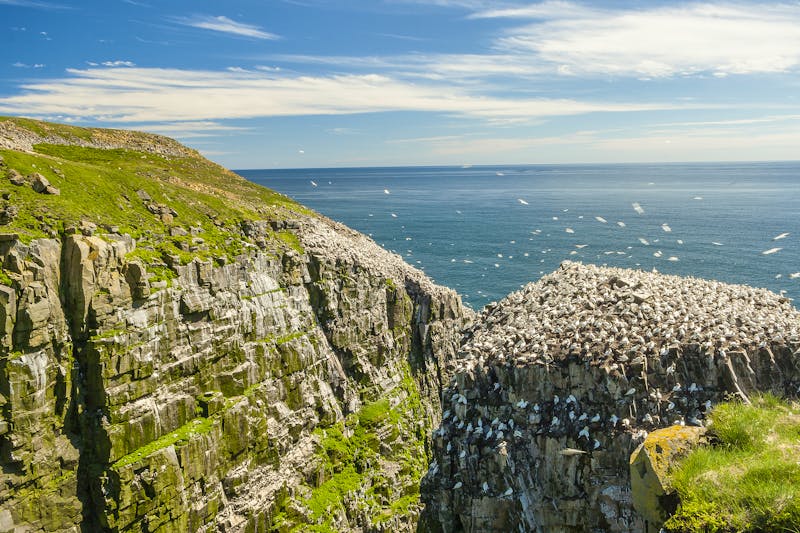 Der Vogelfelsen an der Steilküste von Neufundland - &copy;©David - stock.adobe.com