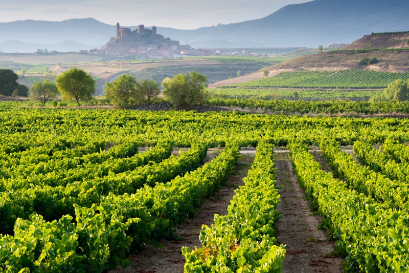 Die bekannte Weinregion la Rioja  - ©©NoraDoa - stock.adobe.com
