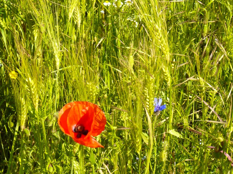 Felder bei Wustrow - ©Margret van Blokland
