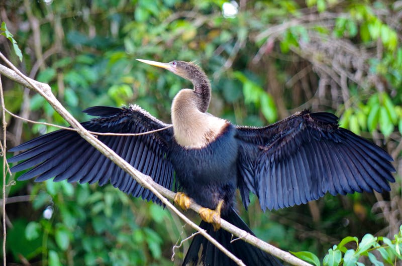 Vögel Costa Ricas - ©Eberhardt TRAVEL