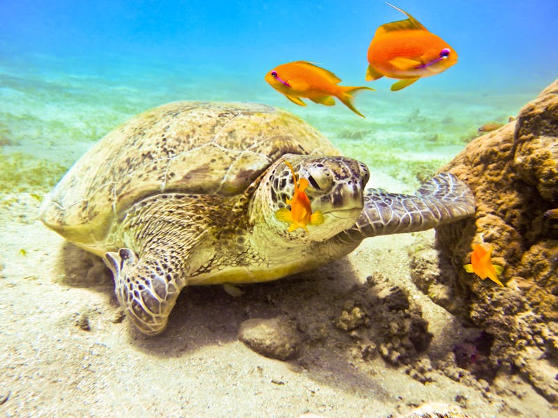 Grüne Meeresschildkröte, Maui Hawaii - ©Alex Churilov - Adobe Stock