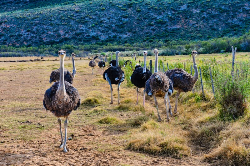 Straußenfarm in Oudtshoorn - ©majonit - stock.adobe.com
