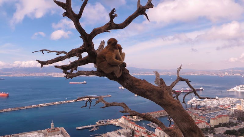 Gibraltar - Affen - &copy;Francisco Javier Burgos Gutierrez