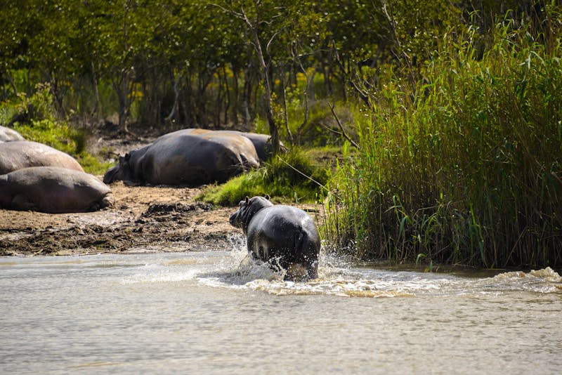 Nilpferde im Isimangaliso Wetland Park in St. Lucia - &copy;NoraDoa - stock.adobe.com
