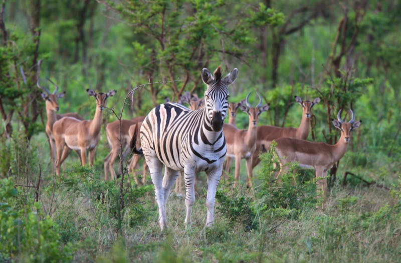 Zebra mit Antilopen - ©urosr - stock.adobe.com