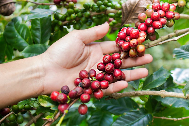 Reife Kaffeekirschen - ©ptyphoto - Adobe Stock