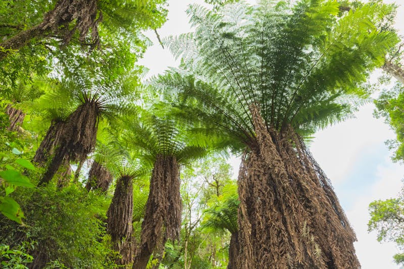 Riesenbaumfarne, Amboro-Nationalpark, Bolivien - ©dmitriy_rnd - Adobe Stock