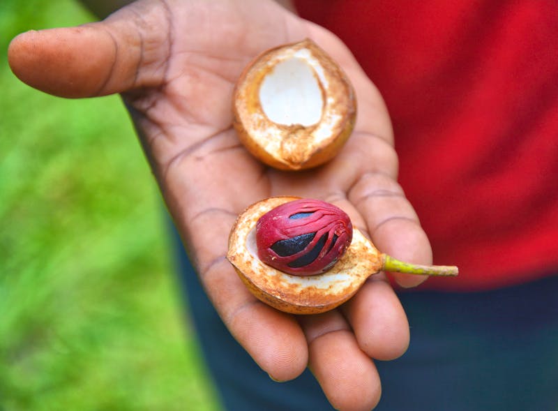 Muskatnuss, Grenada, Karibik - ©Studio Barcelona - Adobe Stock