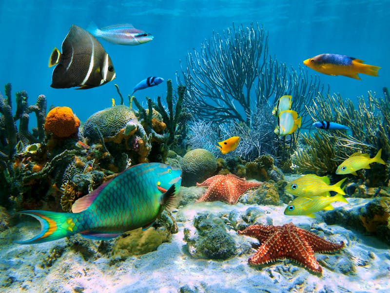 Unterwasserwelt in der Karibik - ©damedias - Adobe Stock