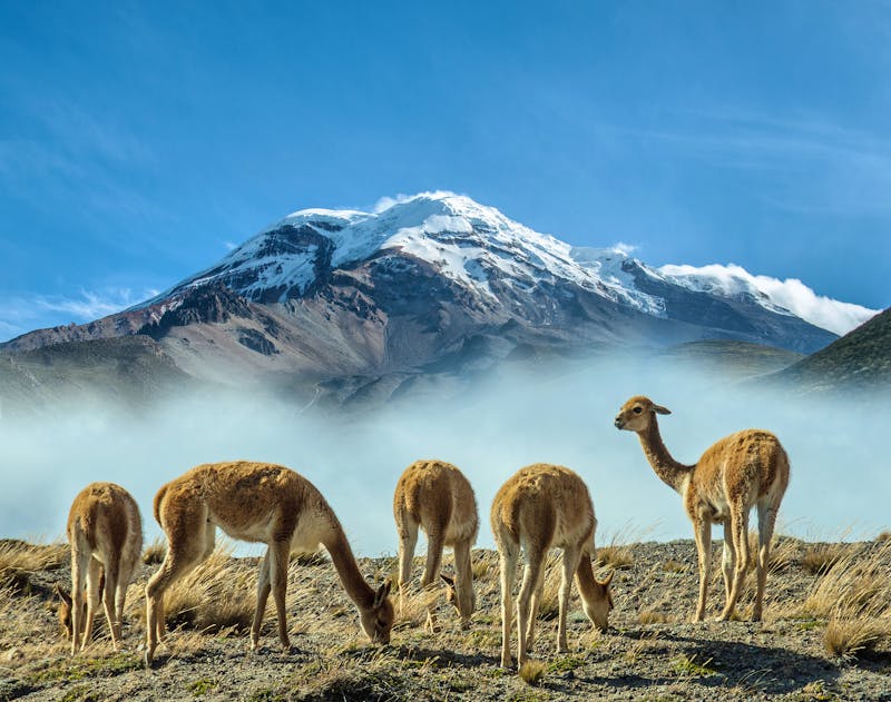 Vicunas am Berg Chimborazo - ©Bernard 63 - Adobe Stock