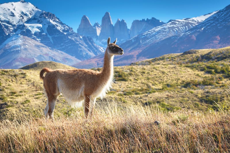 Guanako, Nationalpark Torres del Paine, Patagonien - ©sunsinger - Adobe Stock